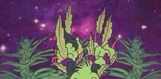 KNKO – Sticky Nugs KNKO - Sticky Nugs