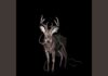 Token & Connor Price Bambi: The Ultimate Rap Collaboration Breakdown