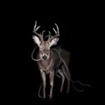 Token & Connor Price Bambi: The Ultimate Rap Collaboration Breakdown
